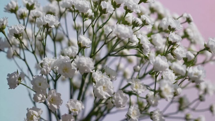 Video ravvicinato di delicati fiori bianchi su uno sfondo con gradiente pastello, ripreso dal basso