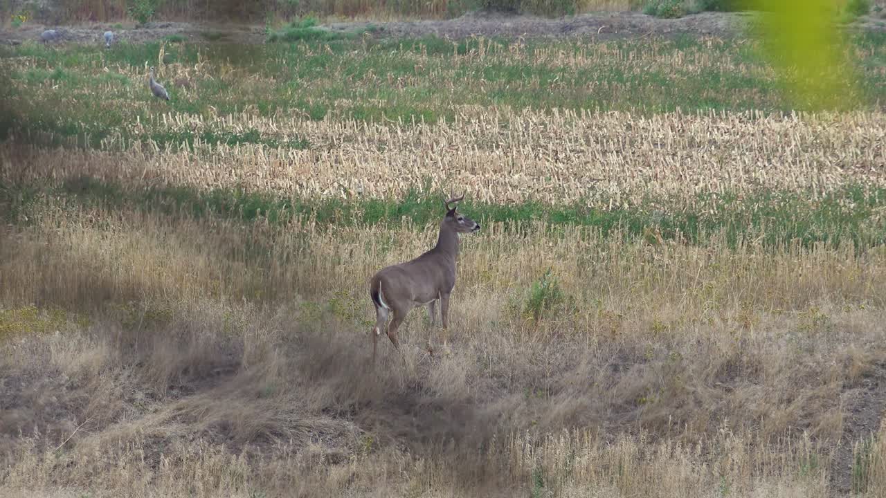 Alert Whitetail Buck Looking Around an Open Field While Twitching Ears and Tail