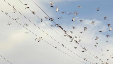 debajo de algunas palomas posando en cables eléctricos