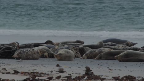 Colony-of-seals-and-bird-flock-resting-on-sandy-coastline,-static-view