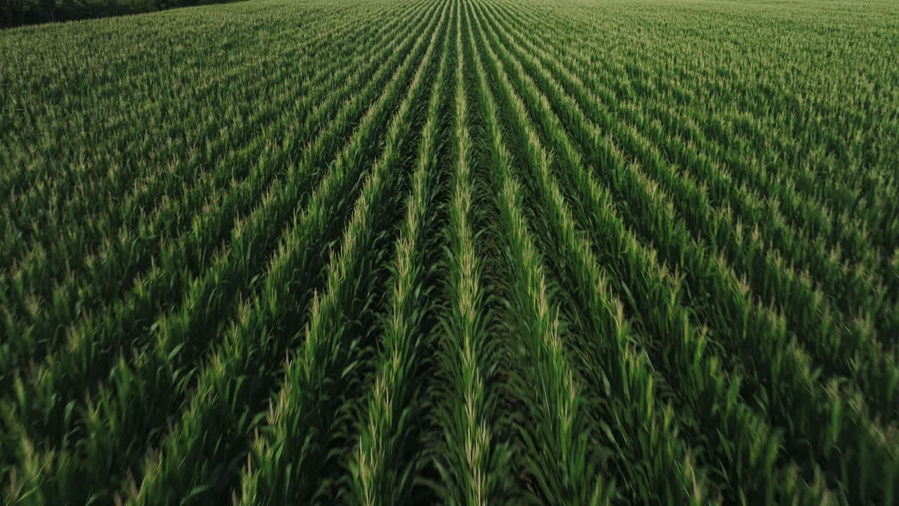 Corn Field At Agricultural Farm In Fredonia , Arkansas, USA