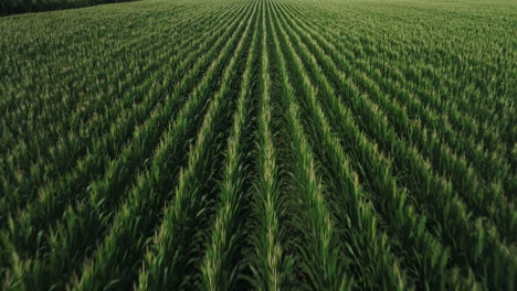 Campo-De-Maíz-En-Una-Granja-Agrícola-En-Fredonia,-Arkansas,-EE.UU.