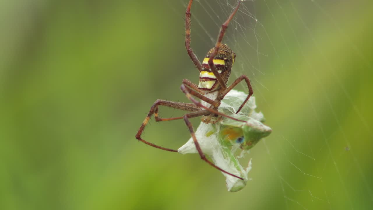 cruz de san andrés araña hembra agarrándose a la mantis orante atrapado en la red de día soleado australia victoria gippsland maffra tiro lateral de cerca