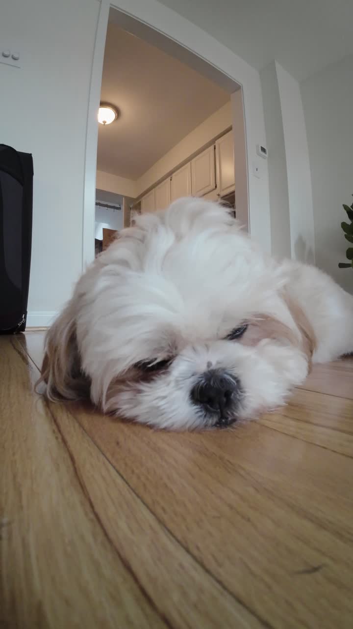 Sovende Shih Tzu