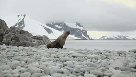 Seltener-Seebär-Am-Strand-In-Der-Antarktis,-Der-Telefoniert-Und-Kommuniziert