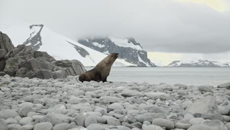 Lobo-Marino-Raro-En-La-Playa-En-La-Antártida-Llamando-Y-Comunicándose