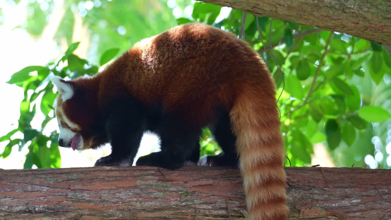 Un adorabile panda rosso (Ailurus fulgens) cammina lungo un grosso ramo di un albero, foto ravvicinata
