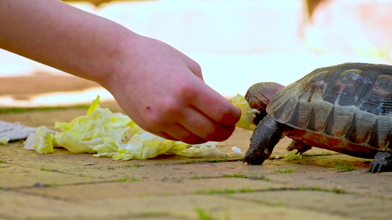 Rescued angulate tortoise being fed lettuce during rehabilitation, low close-up