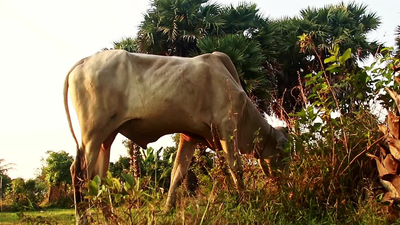 vista de bajo ángulo de una vaca pastando pacíficamente en el campo a última hora de la tarde, mostrando los momentos sinceros de la auténtica vida rural en kampot camboya