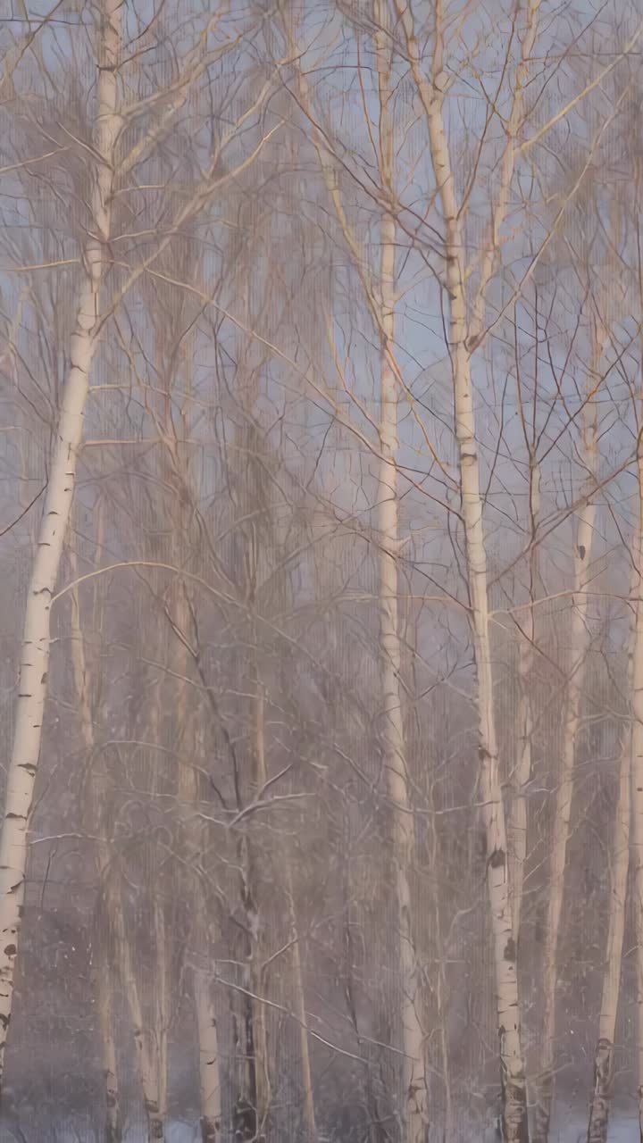 Vertical video: Panning camera revealing white-barked birch trunks with thin branches, pale sky