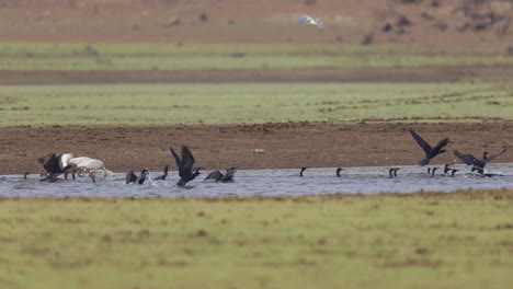 Tren-De-Pájaros-Mezclados-Juntos-Cazando-Espátulas-Garcetas-Cormoranes-Se-Mueven-A-Lo-Largo-Del-Agua-Cazando