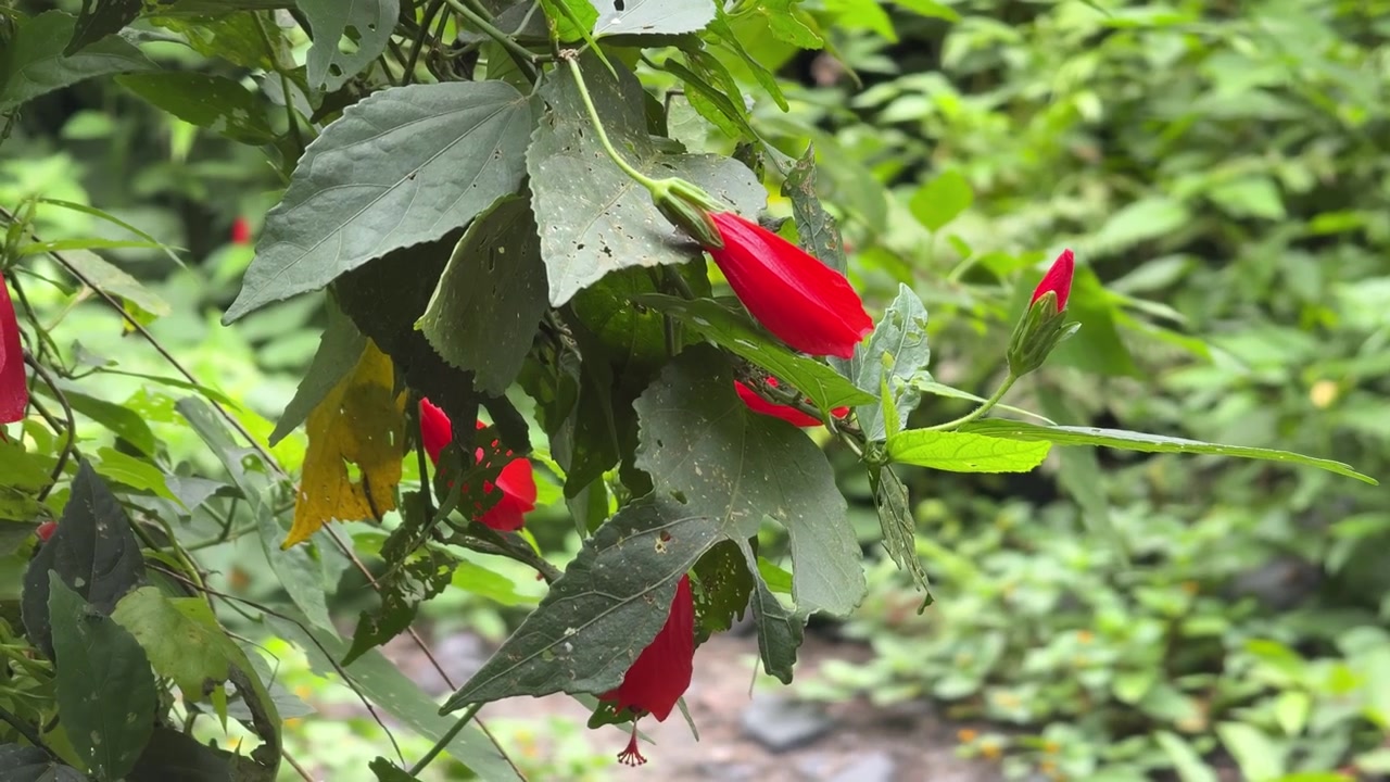 Fiori di ibisco rosso vivace in un rigoglioso giardino verde