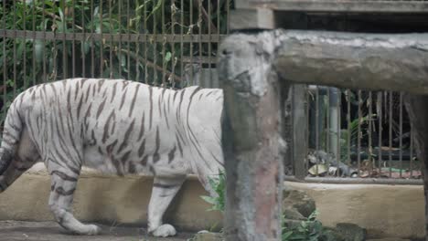 un tigre blanco camina por su jaula