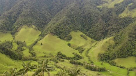 drone descends to reveal wax palm trees in cocora valley, colombia