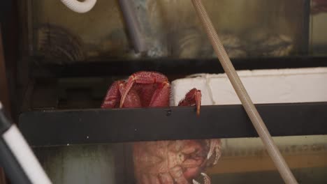 Live-Red-Crab-Seen-With-Claws-Over-Tank-At-Hakodate-Asaichi-Morning-Market