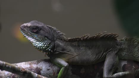 Dragón-De-Agua-Verde,-Physignathus-Cocincinus