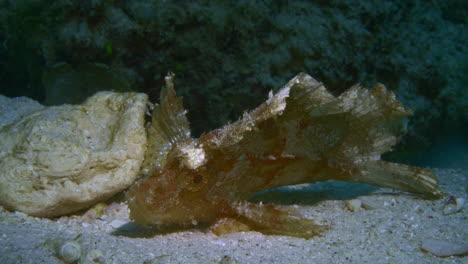 Cute-colourful-leaf-fish-gently-swaying-with-the-ocean-current