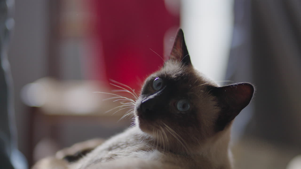 Grey pet cat with blue eyes looks at camera, close up natural light indoors