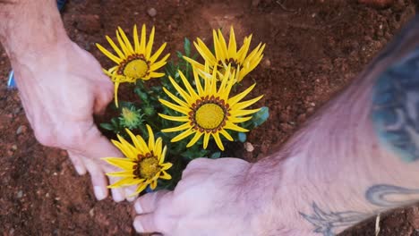 toma superior de mano, vista aérea de las manos empujando el suelo del jardín mientras se plantan margaritas africanas