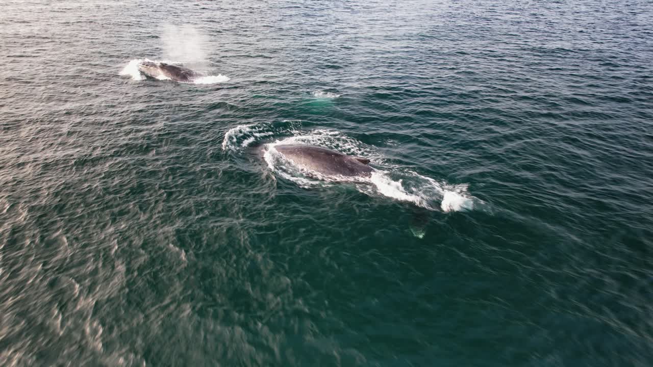 Humpback Whale Blowing Water Through Its Blowhole In Cabarita, NSW, Australia. - aerial shot