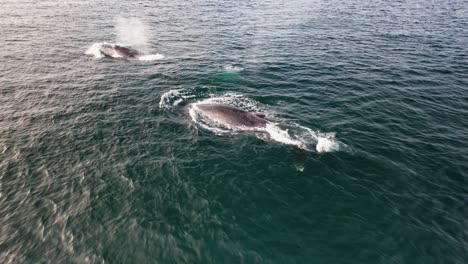 humpback whale blowing water through its blowhole in cabarita, nsw, australia. - aerial shot