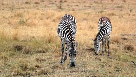 wild african zebras graze in the grass in masai mara, kenya - wide shot