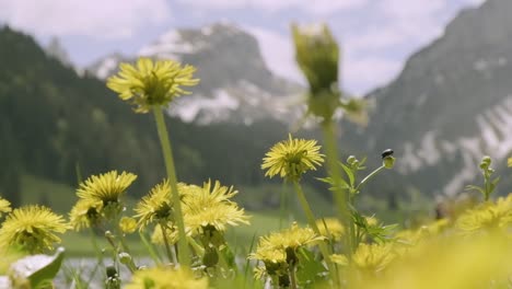beautiful view of flowers in the swiss alps during summer a feeling of happiness and wellbieng perfect meditation location with mountains and forests surrounded by a lake