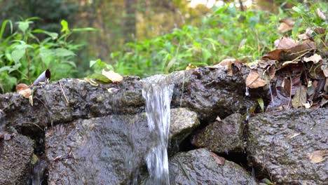 pan  and closeup on autumn stream in forest