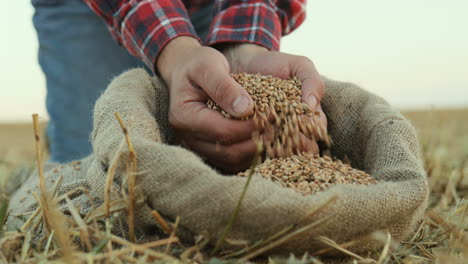 primer plano de las manos del granjero sacando un puñado de grano de un saco y vertiéndolo en los campos