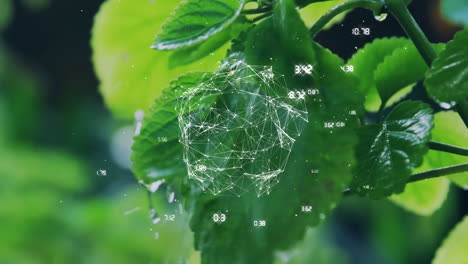 green serrated leaves getting overlaid with floating wireframe mesh and numeric data in macro shot