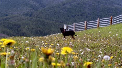 small black dog in a dandelion patch looking towards the mountains