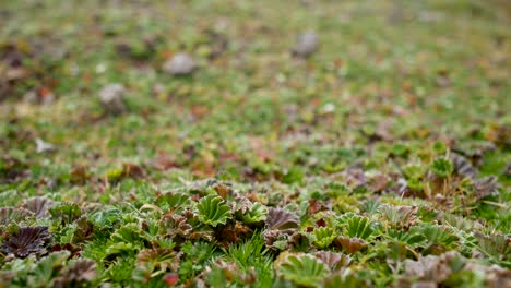 texture of a green plant from the highlands of south america