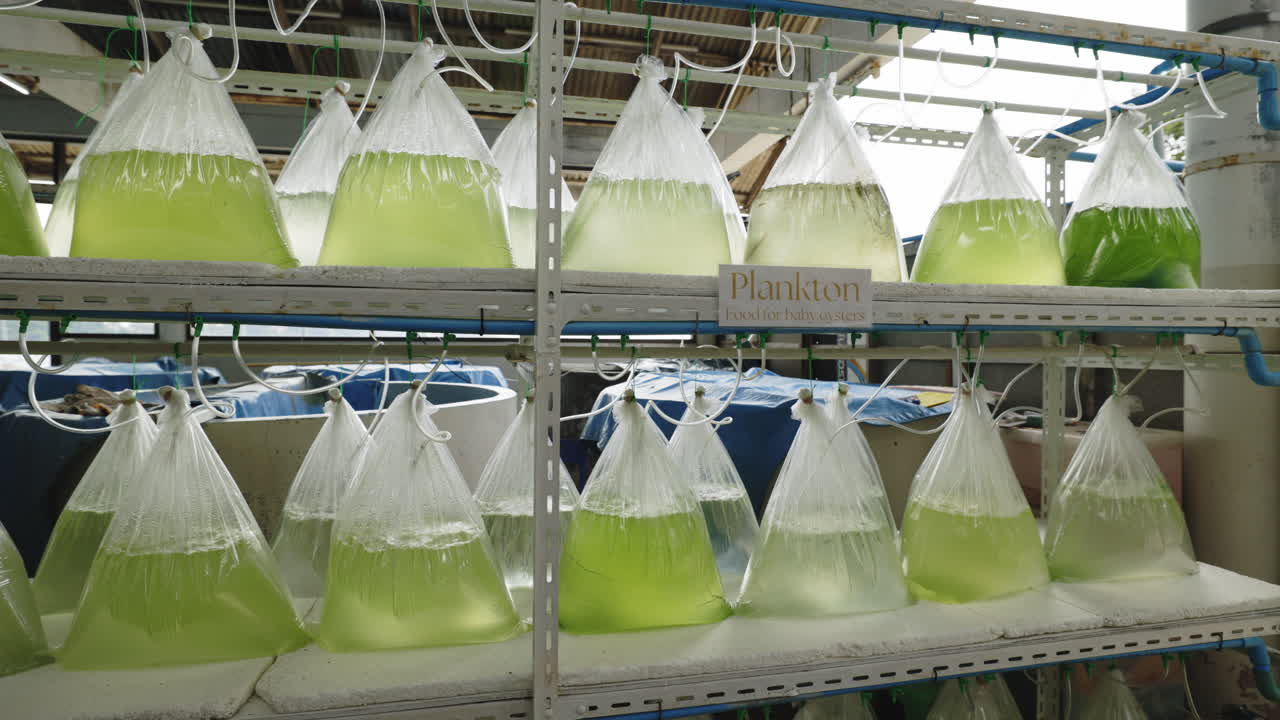 Plankton Cultivation for Baby Oysters