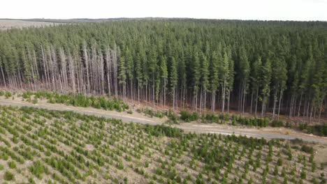 drone aerial over young pine forest showing a tall green pine forest and a land clearing