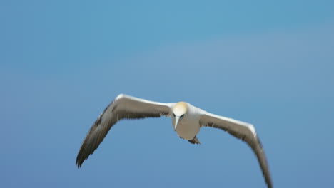 Northern-gannet-in-flight-with-a-blue-sky-background-at-ile-Bonaventure-in-Percé,-Québec,-Canada