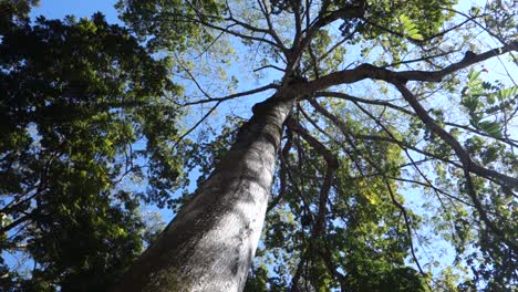 Vista-De-ángulo-Bajo-Bajo-El-árbol-De-Ceiba-Hacia-El-Dosel