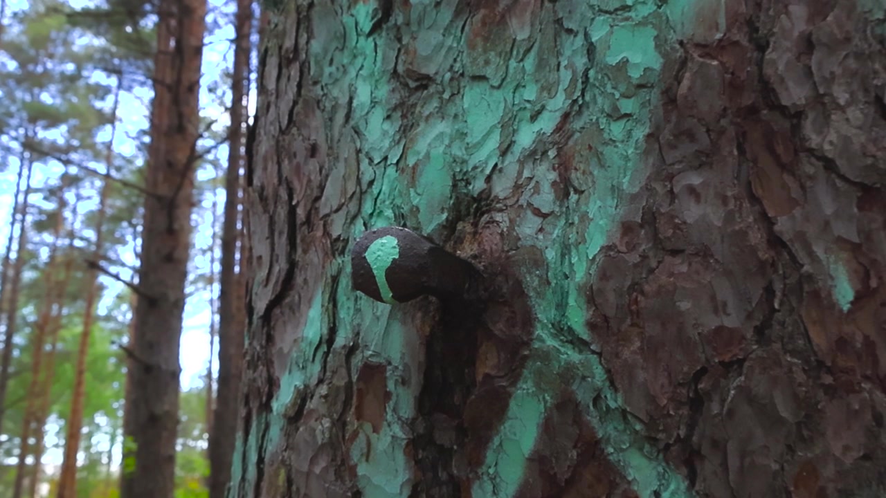 Close up view of an old rusty railroad spike hammered into a pine tree trunk with green paint marking, revealing the forest trees moving in the blurred background on a sunny day
