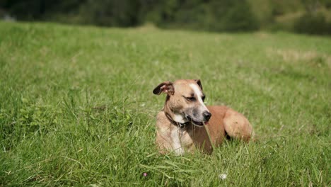 Cute-dog-with-light-brown-hair-and-collar-with-name-plate-lying-on-grass,-wide-shot