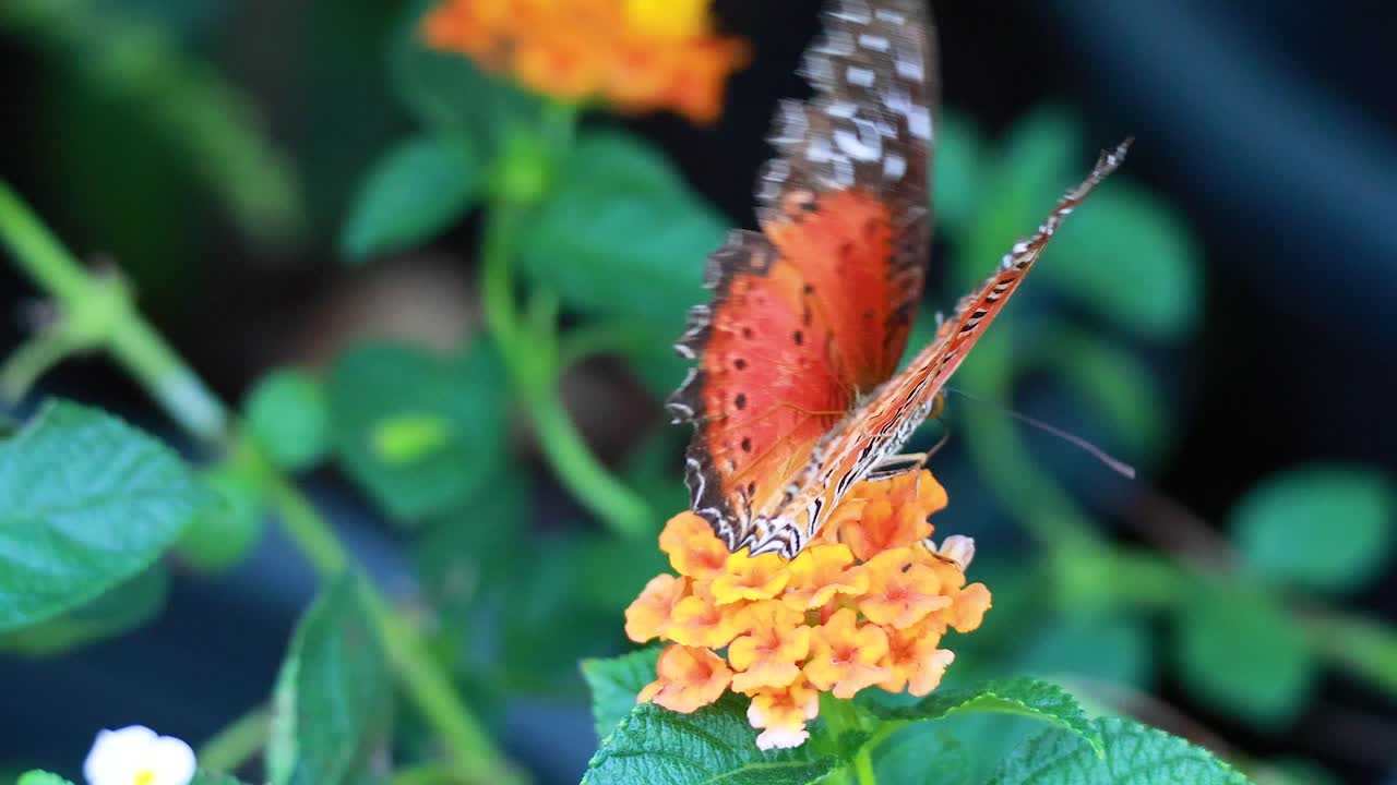 mariposa interactuando con las flores en un parque