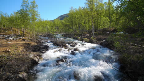 static view of rapids high up in the lyngen alps, in middle of fresh green trees, sunny, summer day, in north norway
