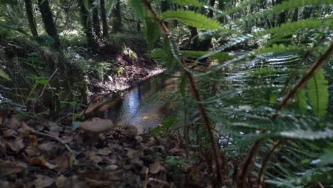 Fluss-Im-Wald-Von-Birken-Eichen-Und