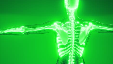 cuerpo humano transparente con huesos visibles