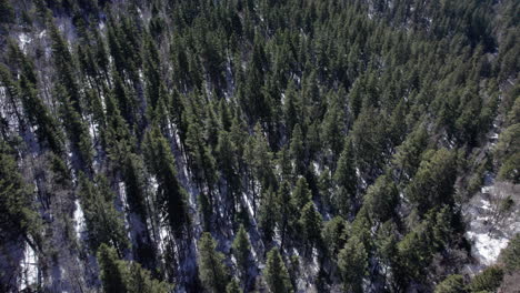 Aerial-tilt-up-revealing-a-pine-tree-covered-mountainside-in-New-Mexico