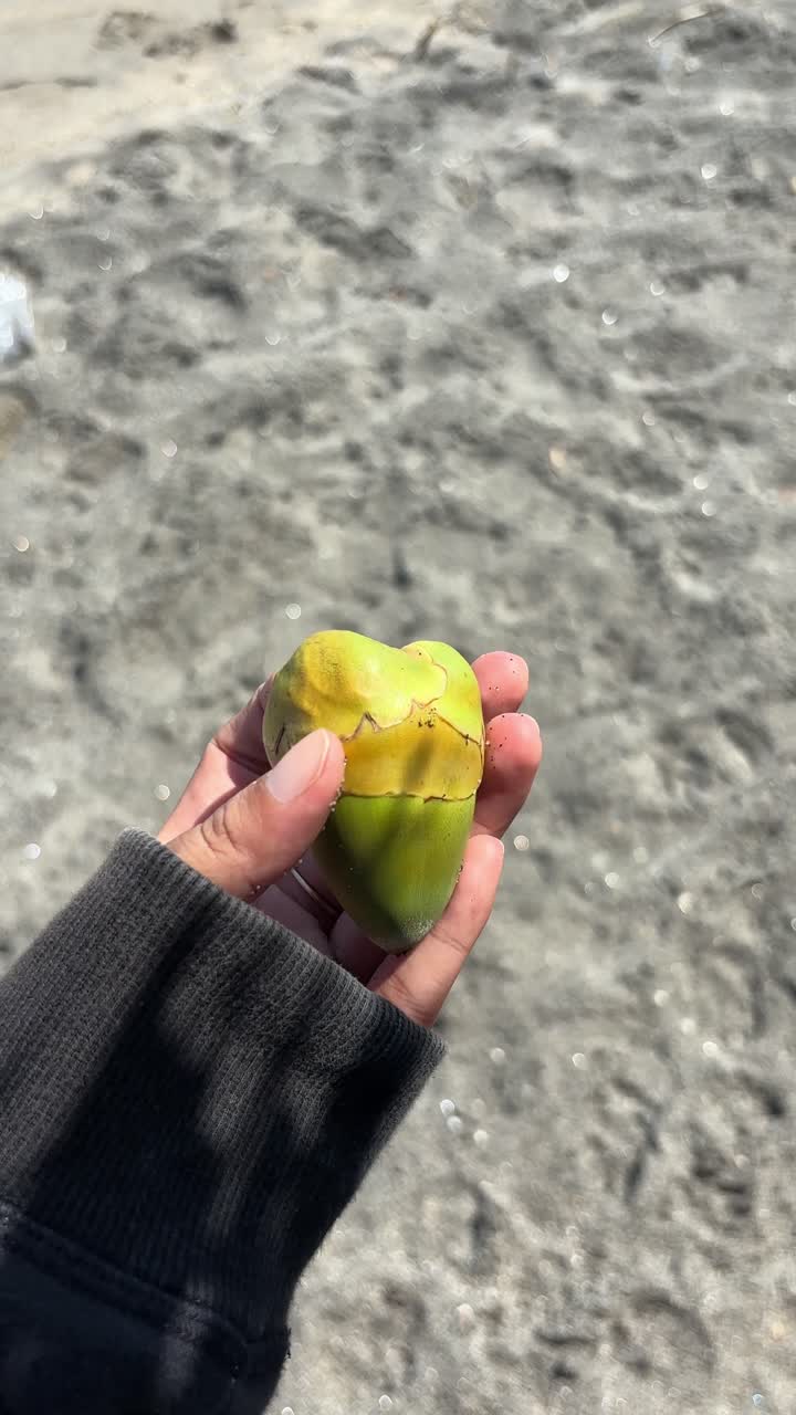 Mão Segurando uma Pequena Fruta Tropical Verde em Forma de Coração na Praia.