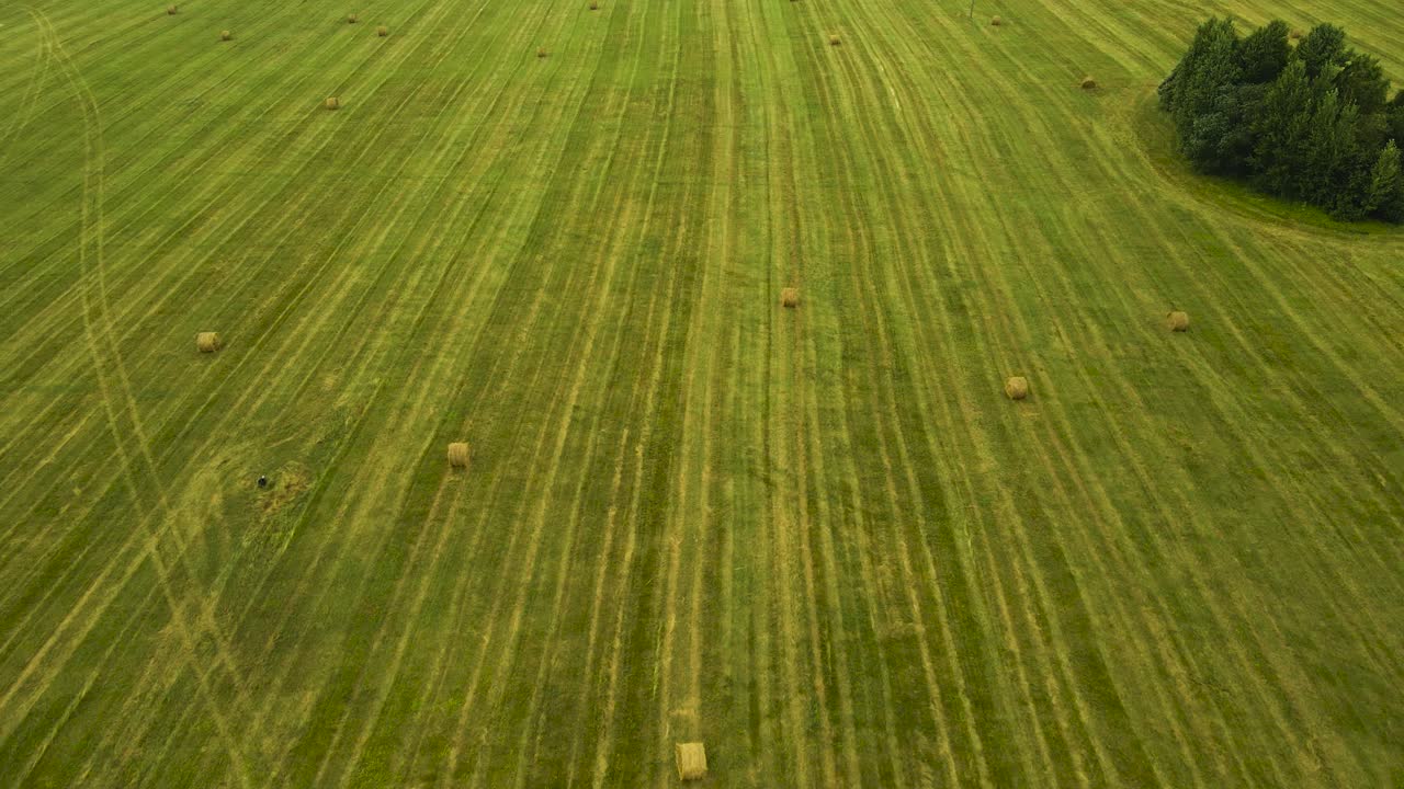 Aerial drone flying over freshly made silage wheat hay bales that are meant for animal feed on a grassy green vast large farm field during a cloudy day. Trees are visible on the side of the video