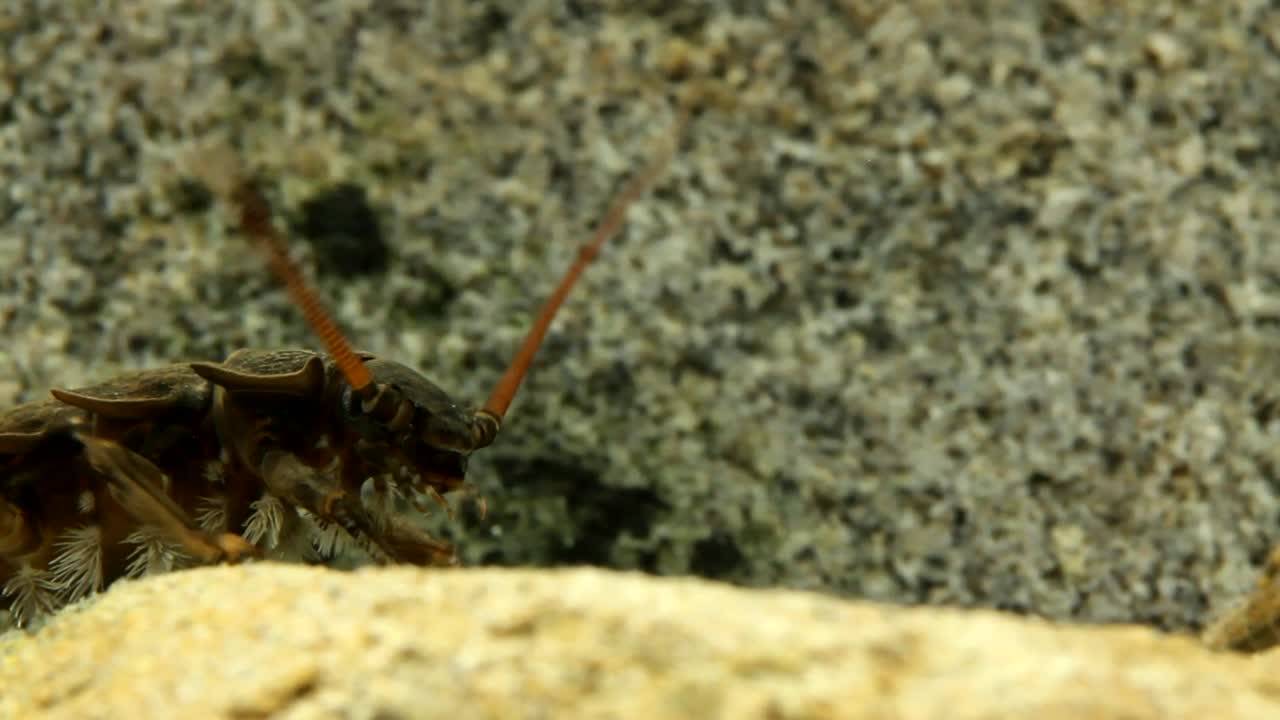 ninfa de mosca de piedra arrastrándose en una roca en un arroyo de trucha, primer plano de, cabeza, partes de la boca y branquias
