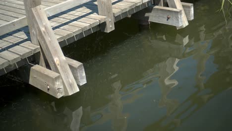 slow motion: large group of tadpoles