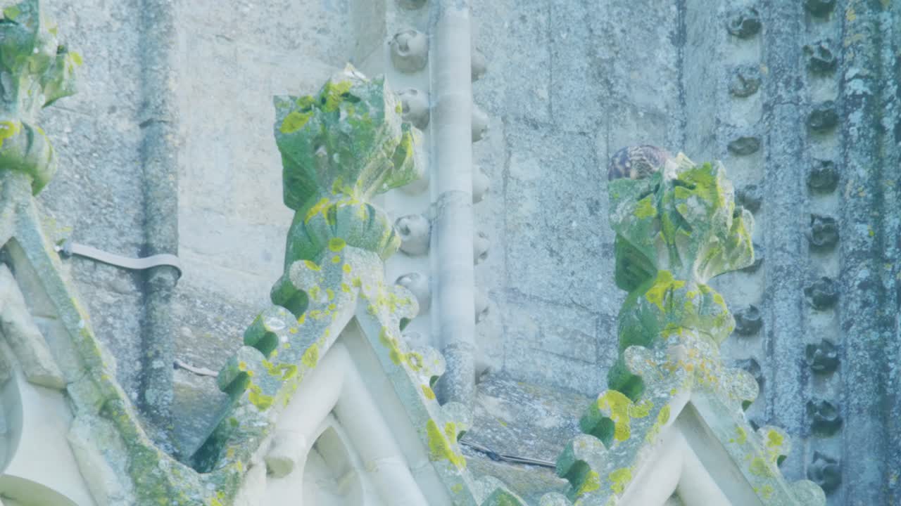 Giovane Falco Pellegrino che si Nutre Appollaiato su Elementi in Pietra Ornati di una Cattedrale Storica. Comportamento Ravvicinato della Fauna Urbana che Mostra un Giovane Rapace che Mangia una Preda su Architettura Gotica