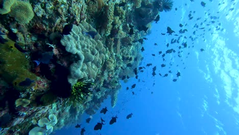 Beautiful-vertical-underwater-view-of-large-shoals-of-tropical-triggerfish-in-crystal-clear-water-with-healthy-coral-reef-marine-ecosystem-in-Coral-Triangle-in-Timor-Leste,-Southeast-Asia