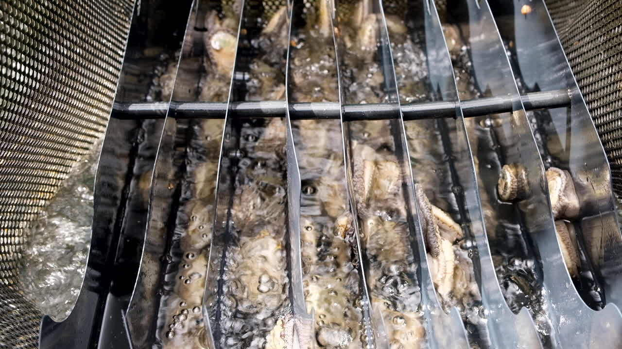 Popular South African abalone cultivated on commercial aquafarm